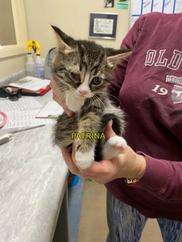 A baby small-sized male Domestic Medium Hair cat named Pepin for adoption in Plattsburgh, NY