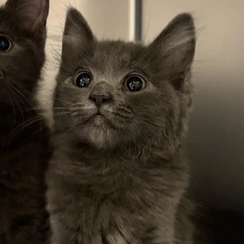 A baby small-sized female Gray / Blue / Silver Domestic Short Hair cat named Willow for adoption in Naples, FL