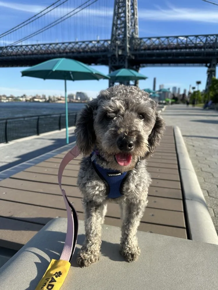 An adult small-sized male Gray / Blue / Silver Poodle dog named Fluto for adoption in Long Island City, NY