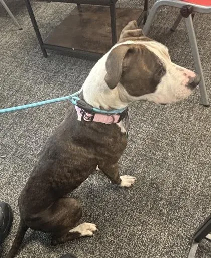An adult medium-sized female Mixed Breed dog named Bakerina for adoption in West Chester, PA