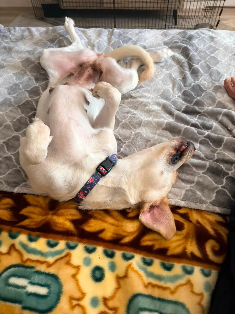An adult large-sized female Yellow / Tan / Blond / Fawn Labrador Retriever dog named Bunny for adoption in Pflugerville, TX