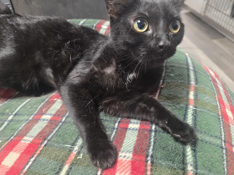 A young medium-sized female Black Domestic Short Hair cat named Siren for adoption in Allison Park, PA