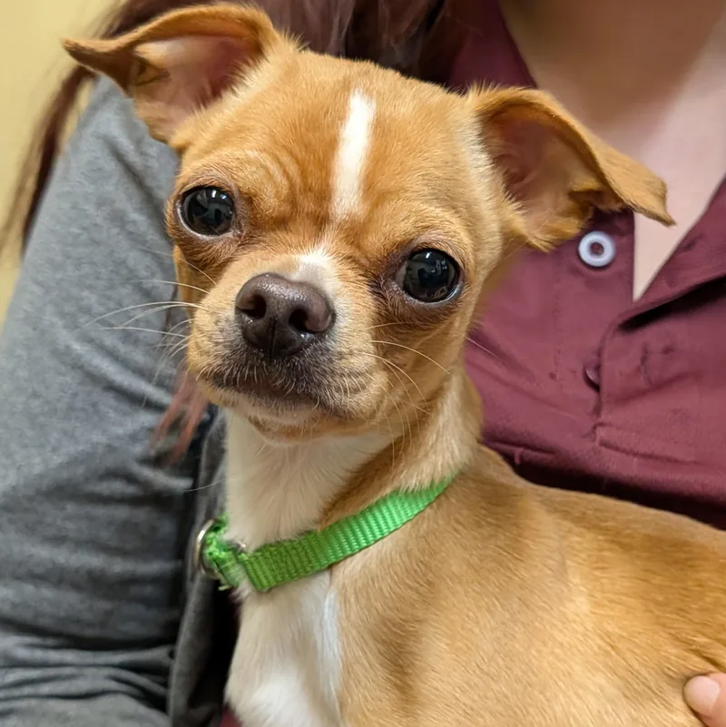 An adult small-sized male Yellow / Tan / Blond / Fawn Chihuahua dog named Marvin for adoption in Accident, MD