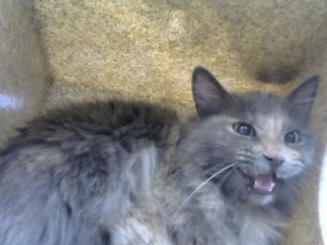 A young medium-sized female Domestic Long Hair cat named Carrots for adoption in Albuquerque, NM