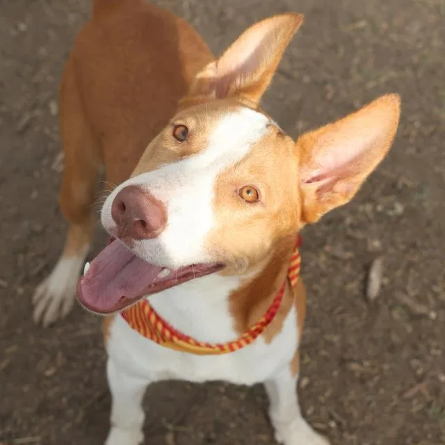 A young medium-sized male Bull Terrier dog named Tiger for adoption in San Antonio, TX