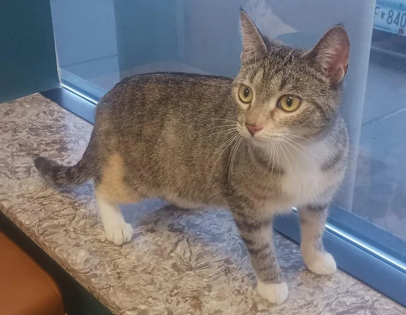 A young medium-sized female Dilute Calico Domestic Short Hair cat named Gracie for adoption in Farmington, MN