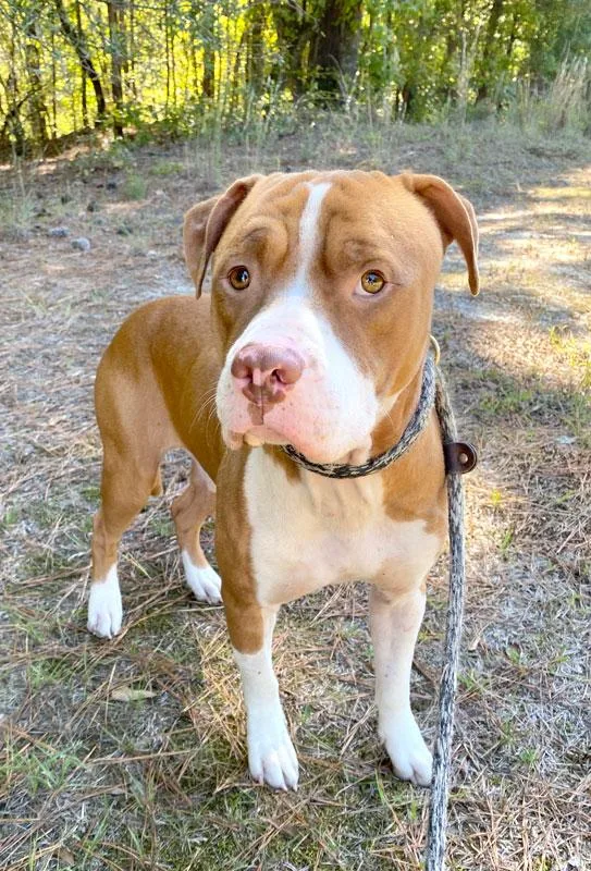 An adult large-sized male Red / Chestnut / Orange Pit Bull Terrier dog named Gordo for adoption in Monroe, GA