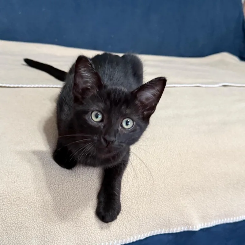 A baby medium-sized male Black Domestic Short Hair cat named Coleman for adoption in Los Angeles, CA
