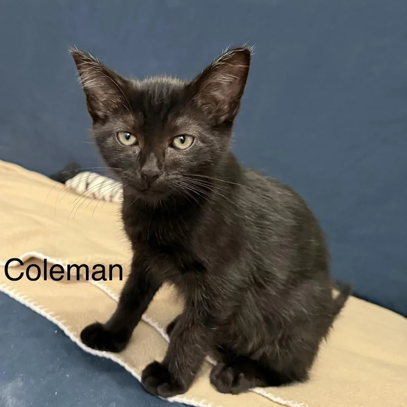 Coleman thumbnail 4