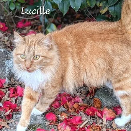 Lucille thumbnail 2