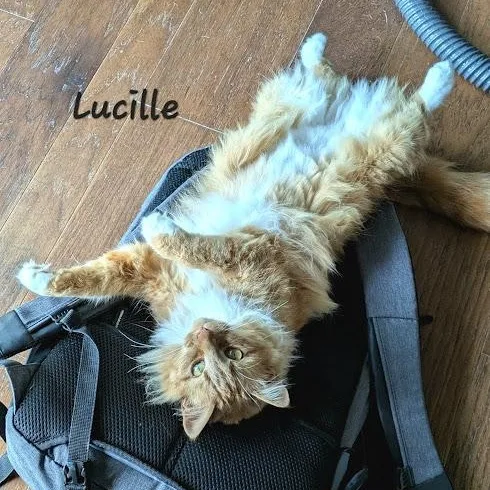 Lucille thumbnail 3