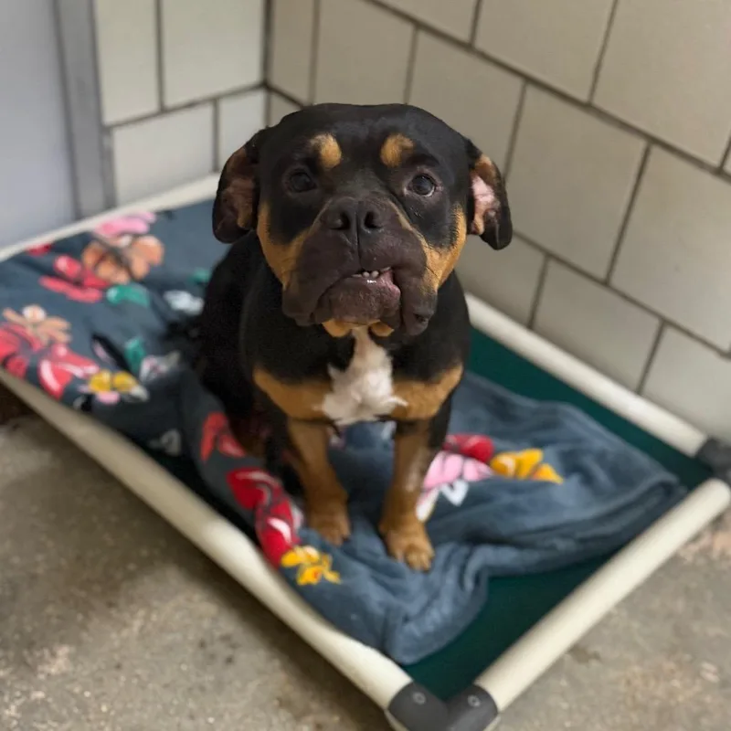 An adult medium-sized male Pit Bull Terrier dog named Walker for adoption in Starkville, MS
