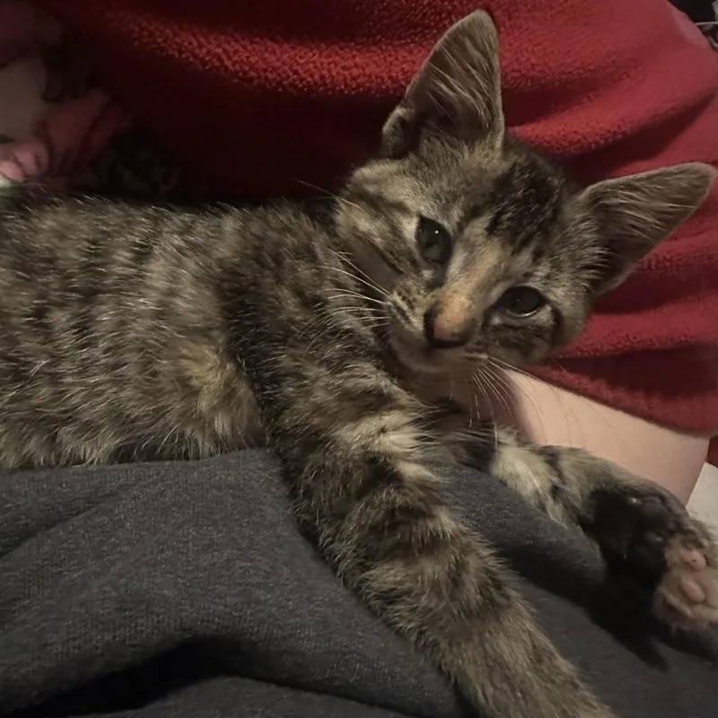 A baby small-sized female Brown / Chocolate Domestic Short Hair cat named Found for adoption in Rochester, MN