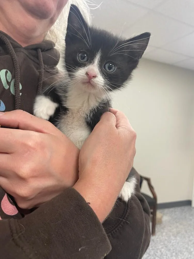 A baby small-sized female Black & White / Tuxedo Domestic Short Hair cat named Cosette for adoption in Bemidji, MN