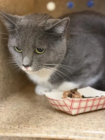 An adult small-sized female Domestic Short Hair cat named Luna for adoption in Riverside, CA