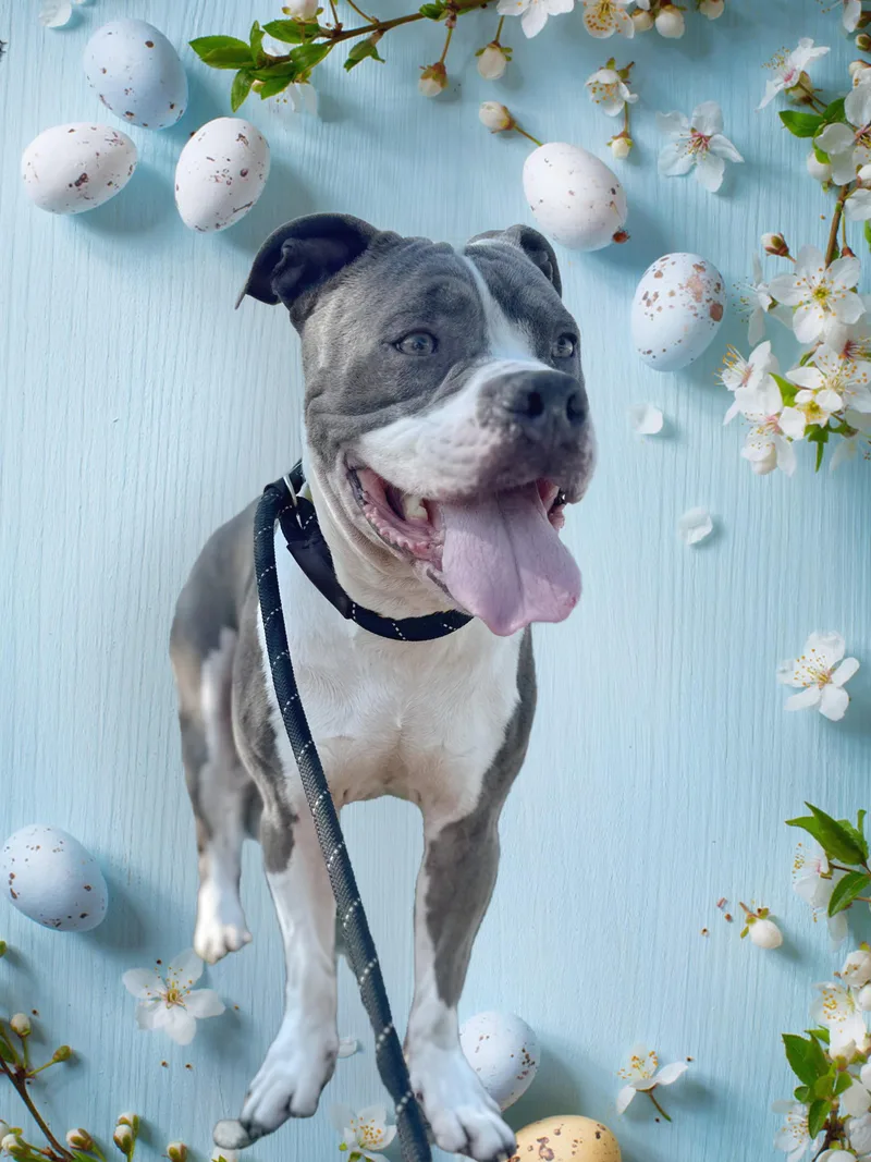 A young medium-sized male Pit Bull Terrier dog named Jay Jay for adoption in santa monica, CA