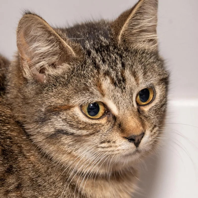 A young medium-sized female Torbie Domestic Short Hair cat named Beatrice for adoption in Victor, NY
