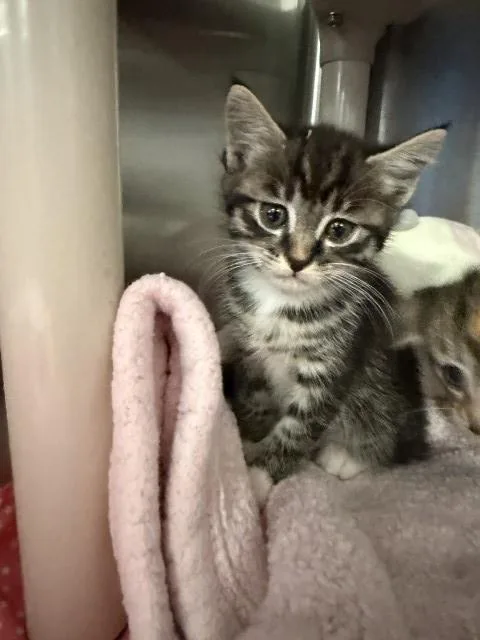 A baby small-sized female Domestic Short Hair cat named Betta for adoption in Redlands, CA