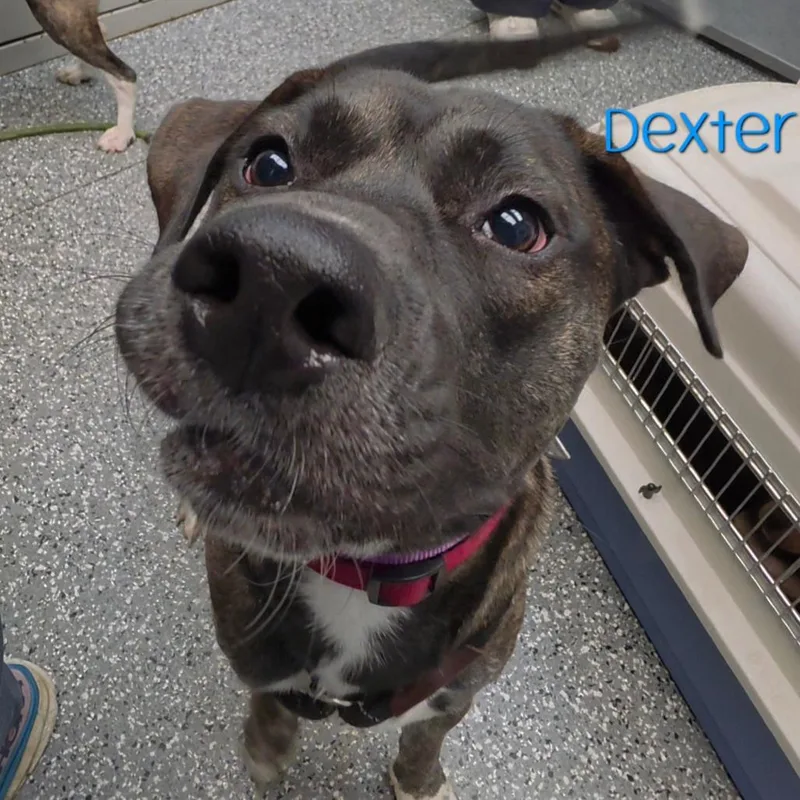 An adult medium-sized male Brown / Chocolate Pit Bull Terrier dog named Dexter for adoption in Parkersburg, WV