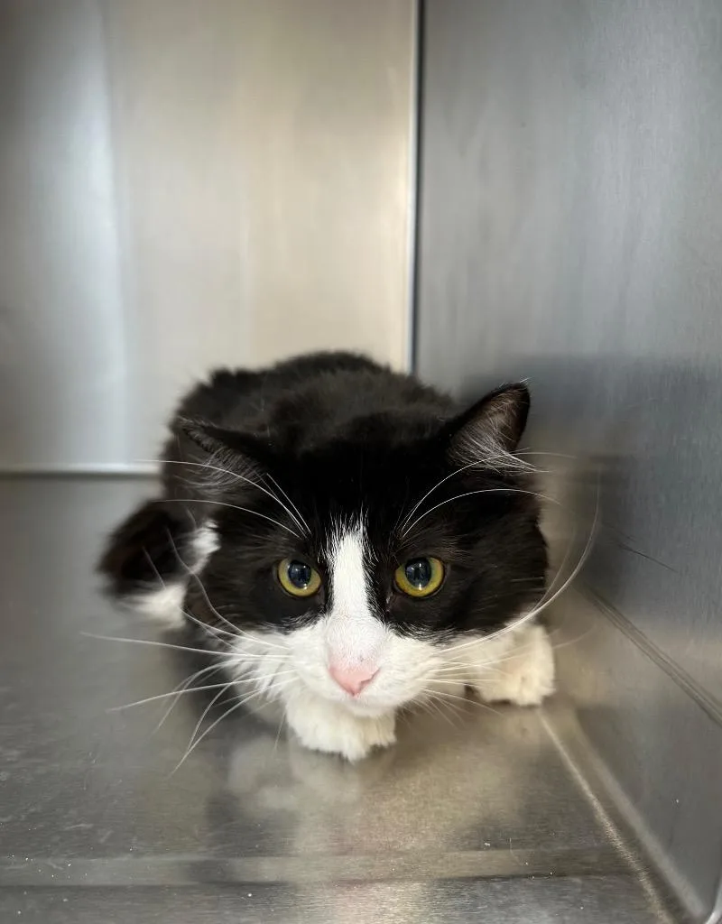 An adult medium-sized male Domestic Long Hair cat named Jasper for adoption in Newberg, OR