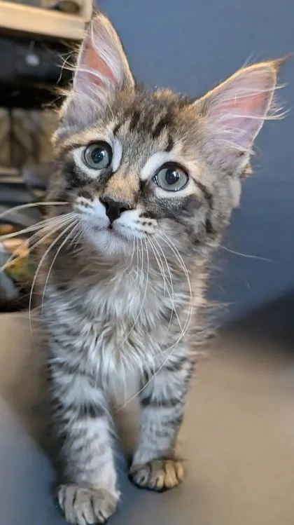 A baby small-sized male Domestic Medium Hair cat named Ono for adoption in Divide, CO