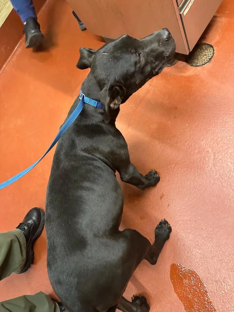 A baby medium-sized male Mixed Breed dog named King for adoption in Douglasville, GA
