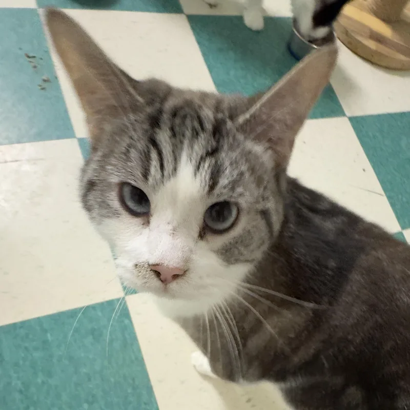 An adult medium-sized male Calico cat named Salam for adoption in Lancaster, SC