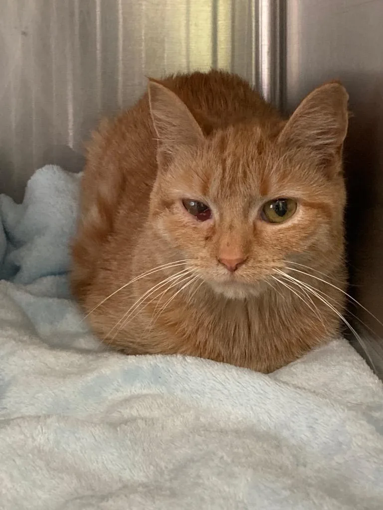 A baby medium-sized female Domestic Short Hair cat named Carolina for adoption in Pierceton, IN