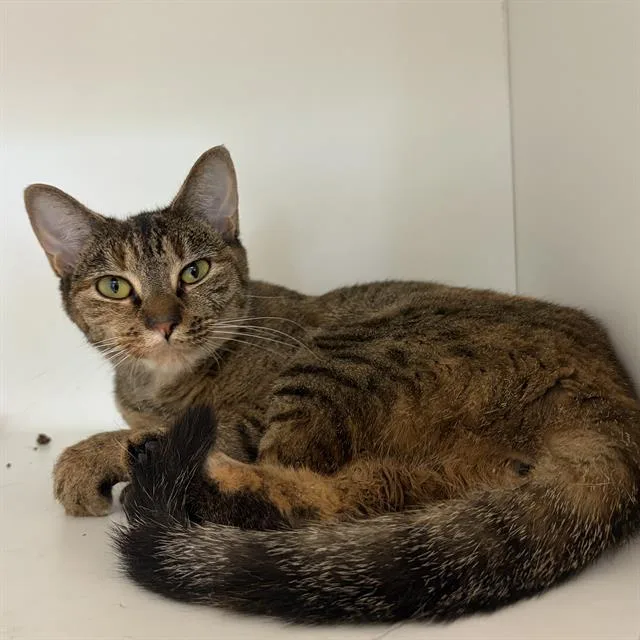 An adult small-sized female Domestic Short Hair cat named Movelly for adoption in Centerville, MA