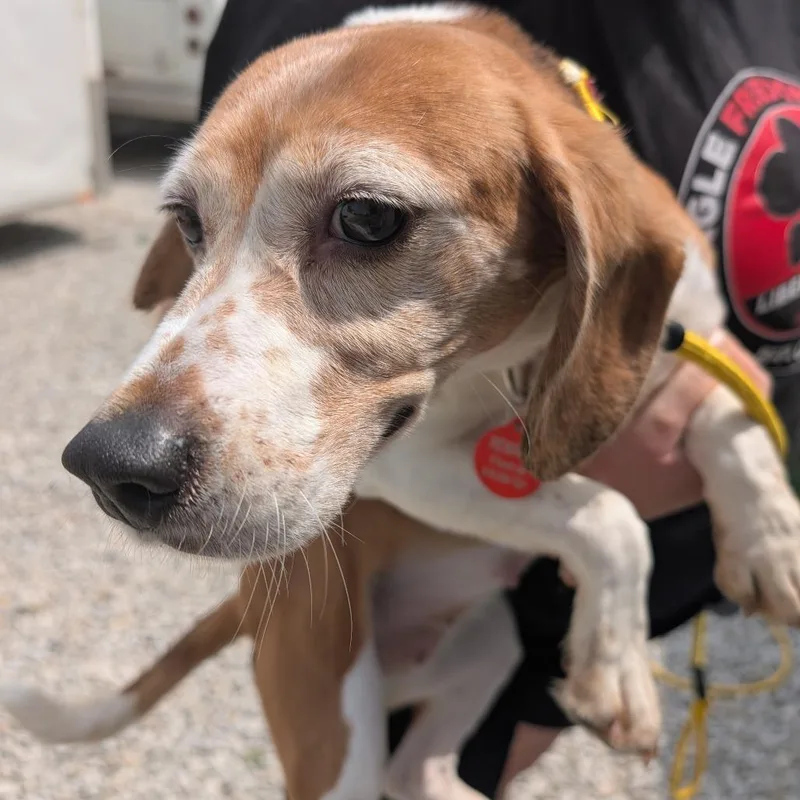 An adult small-sized female White / Cream Beagle dog named Sunshine for adoption in Nowata, OK