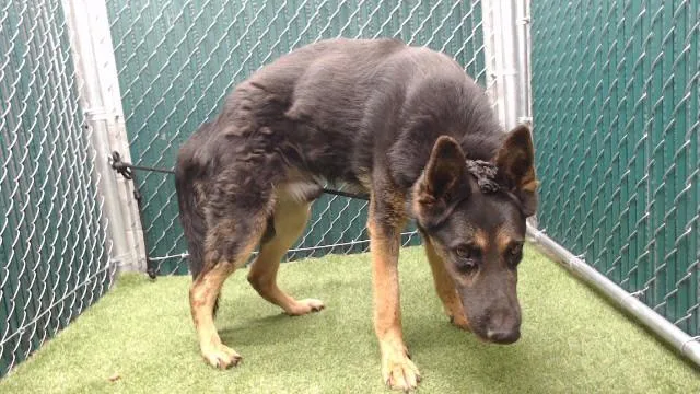 An adult medium-sized male German Shepherd Dog dog named King for adoption in Downey, CA