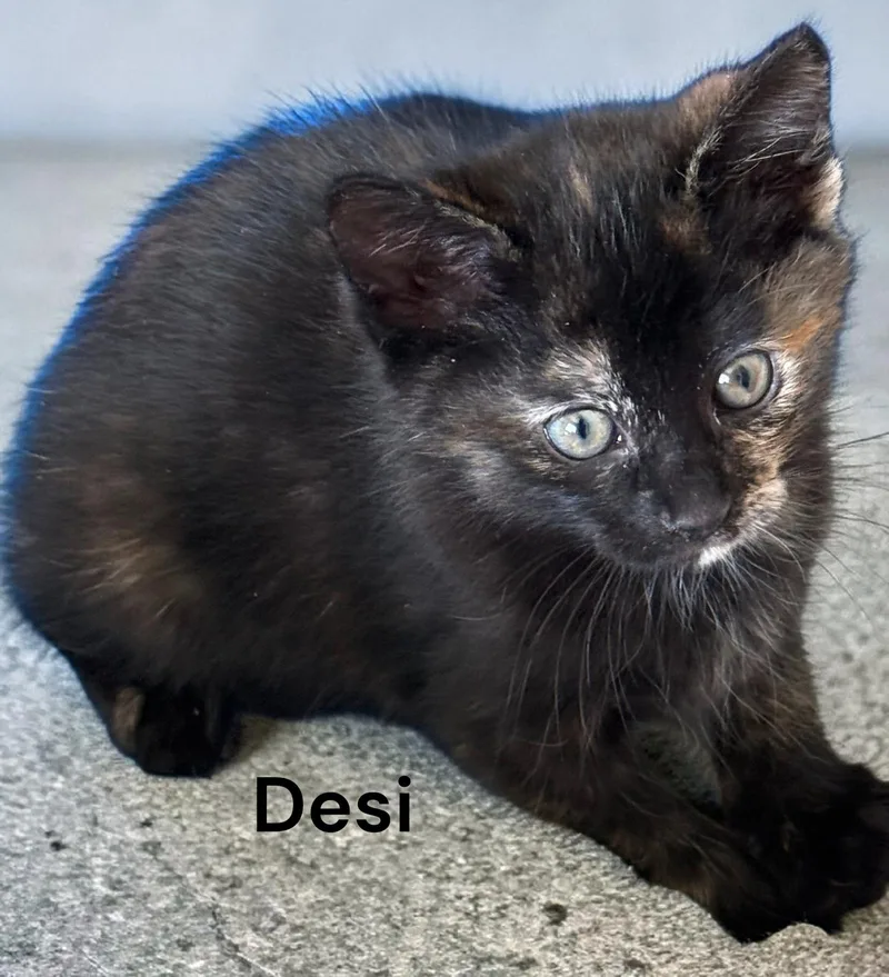 Desi