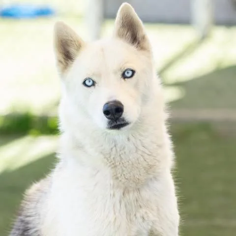 An adult large-sized female Siberian Husky dog named Snowball for adoption in Camarillo, CA