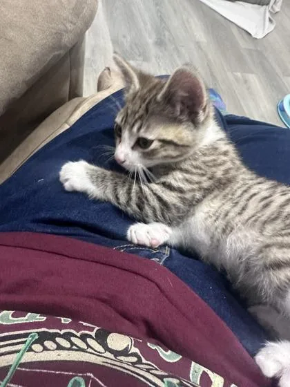 A baby medium-sized male Domestic Short Hair cat named Man in the Mirror for adoption in Pleasanton, CA