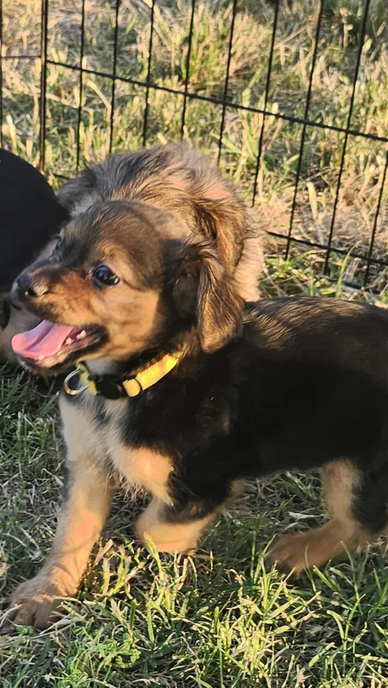 A baby small-sized female Black Chiweenie dog named Hannah Montana for adoption in Tuttle, OK