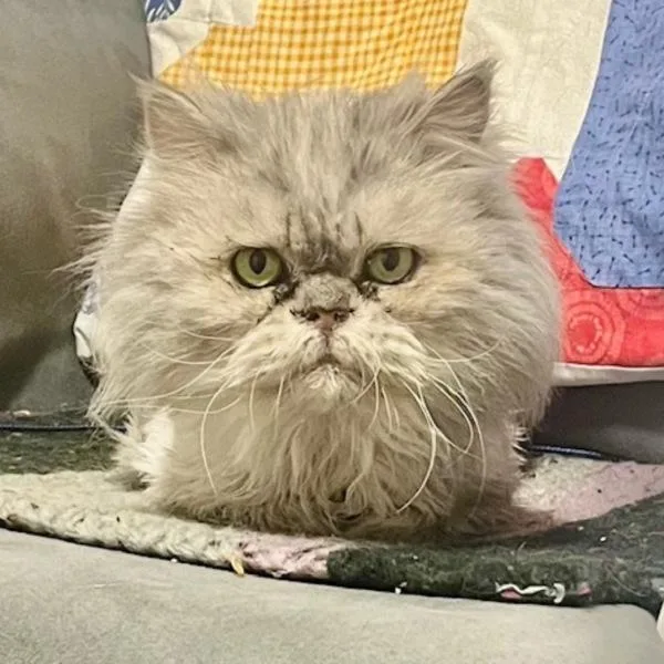 Shermie  Bonded Buddies