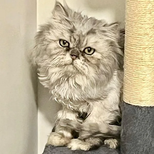 Shermie  Bonded Buddies thumbnail 2