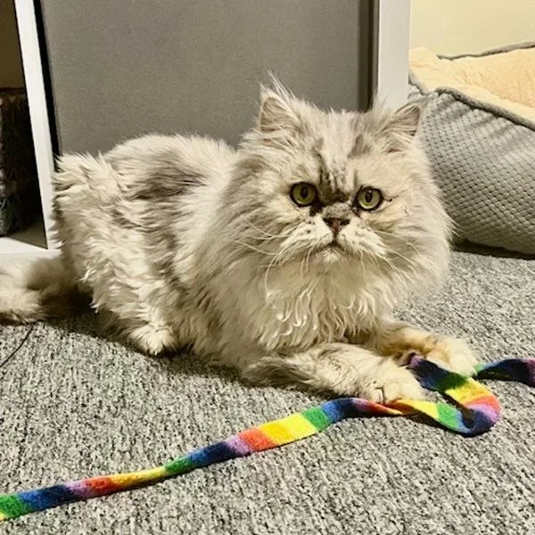 Shermie  Bonded Buddies thumbnail 3