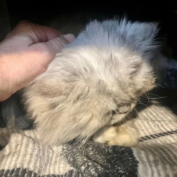 Shermie  Bonded Buddies thumbnail 4