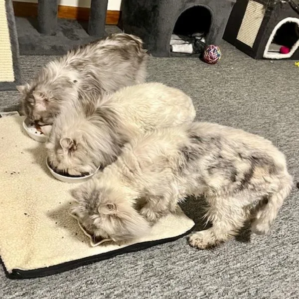 Shermie  Bonded Buddies thumbnail 5