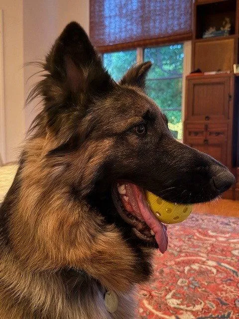 A young medium-sized female German Shepherd Dog dog named Akira for adoption in Cupertino, CA