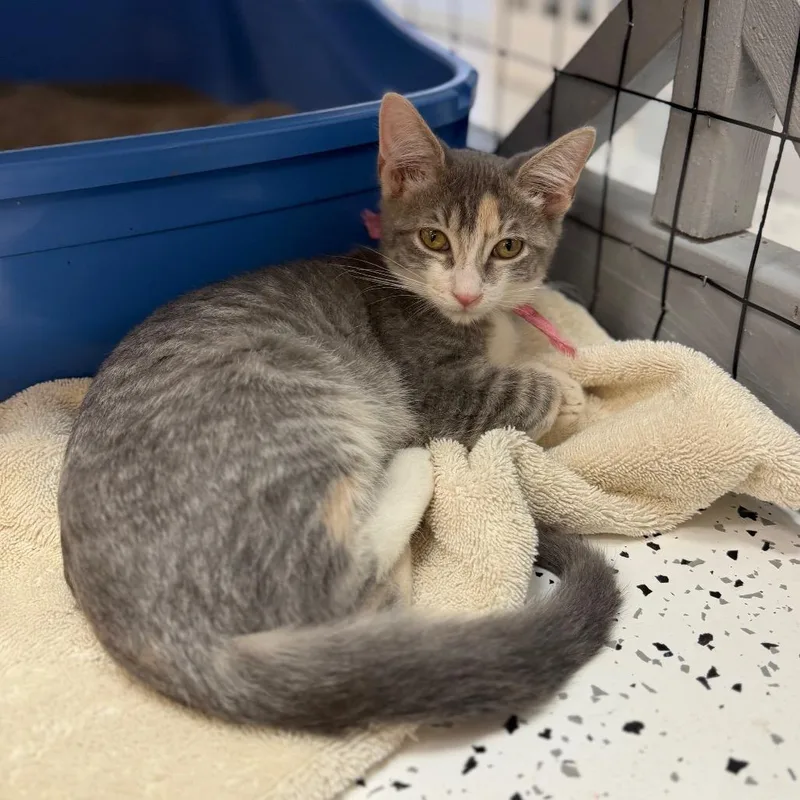 A baby small-sized female Domestic Short Hair cat named Carabella for adoption in Portage, MI