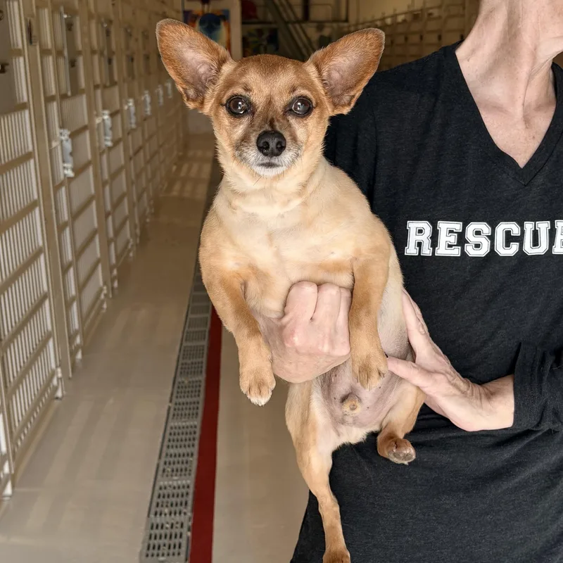 An adult small-sized male Chihuahua dog named Moby for adoption in Chicago, IL