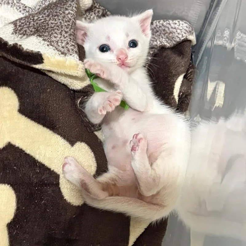 A baby small-sized male White Domestic Short Hair cat named Sandwich Tern for adoption in Westminster, CA