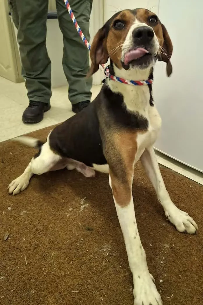 A young medium-sized male Tricolor (Brown, Black, & White) Treeing Walker Coonhound dog named Buzz Lightyear Sponsored for adoption in Monterey, VA