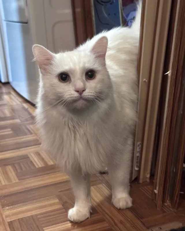 An adult medium-sized male White Domestic Long Hair cat named Snowball for adoption in Rootstown, OH
