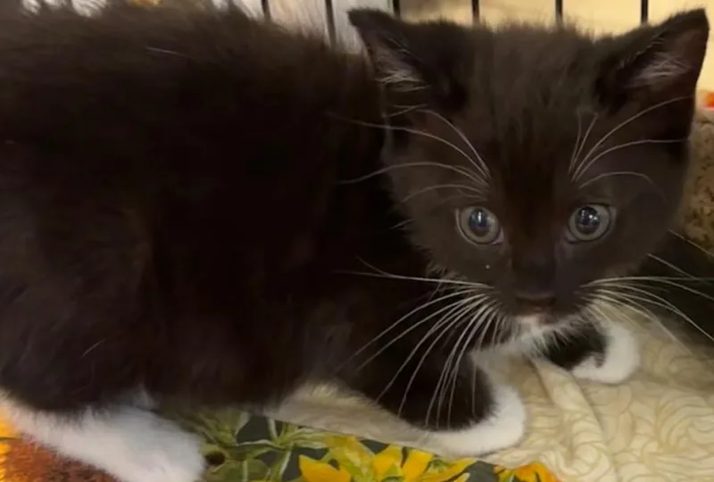 A baby small-sized female Domestic Short Hair cat named Cece for adoption in Elizabethton, TN