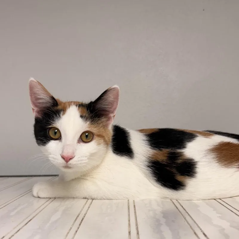 A baby medium-sized female American Shorthair cat named Fee for adoption in Mount Vernon, IL