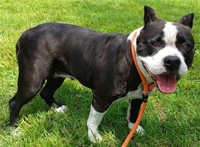 An adult medium-sized female American Staffordshire Terrier dog named Parker for adoption in Fort Lauderdale, FL
