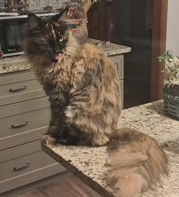 An adult large-sized female Tortoiseshell Maine Coon cat named Gypsy for adoption in Limekiln, PA